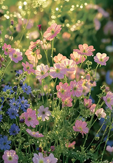 闪闪发光的小野花，太美了