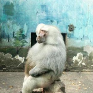 女子拍打玻璃惹怒狒狒 无锡动物园：狒狒目前健康状况良好