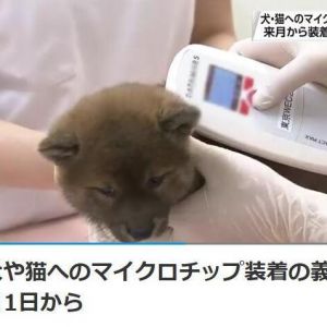 日本新法规定商家必须给猫狗植入芯片 6月1日生效