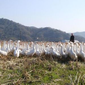 一鹅多用 浙江象山打造共富新招“鹅稻共作”