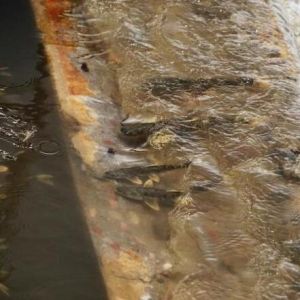 濒危物种青海湟鱼开启“九死一生”洄游季