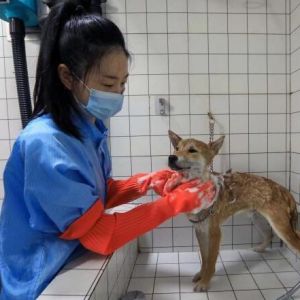（新春走基层）宠物经济新春再升温 线上线下掀“吸金”热潮 ...