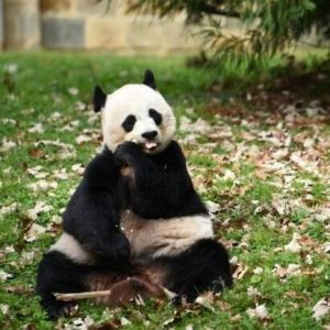 外媒：白宫称美国欢迎大熊猫重返美国